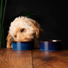 Reactive Glaze 2 Piece Dog Food & Water Bowl Set - Midnight Blue