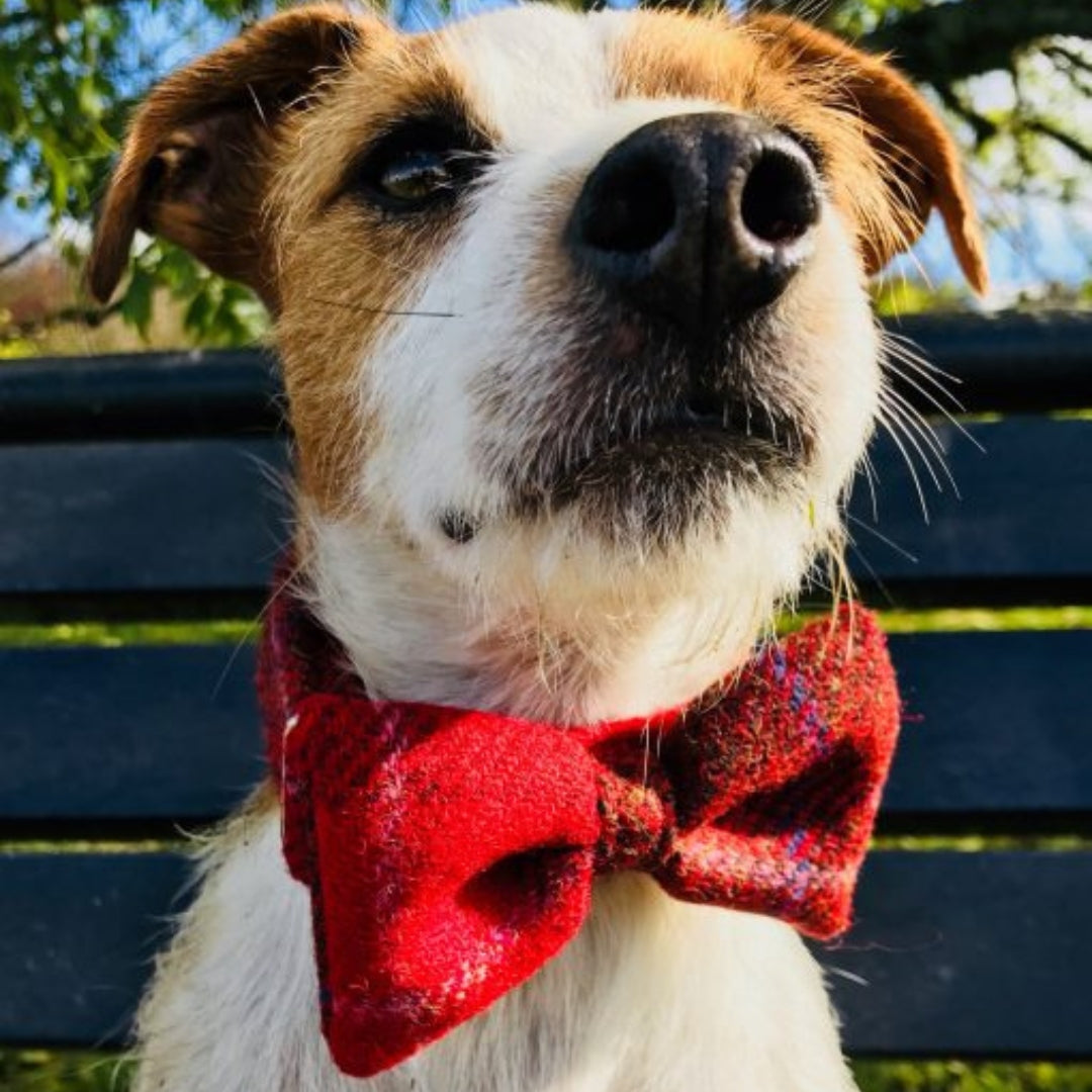 Red Berry Harris Tweed Bow Tie Designer Dog Collar