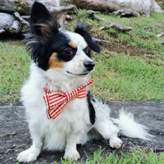 Red Gingham Dog Bow Tie