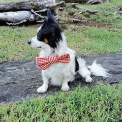 Red Gingham Dog Bow Tie