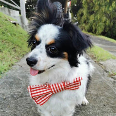 Red Gingham Dog Bow Tie