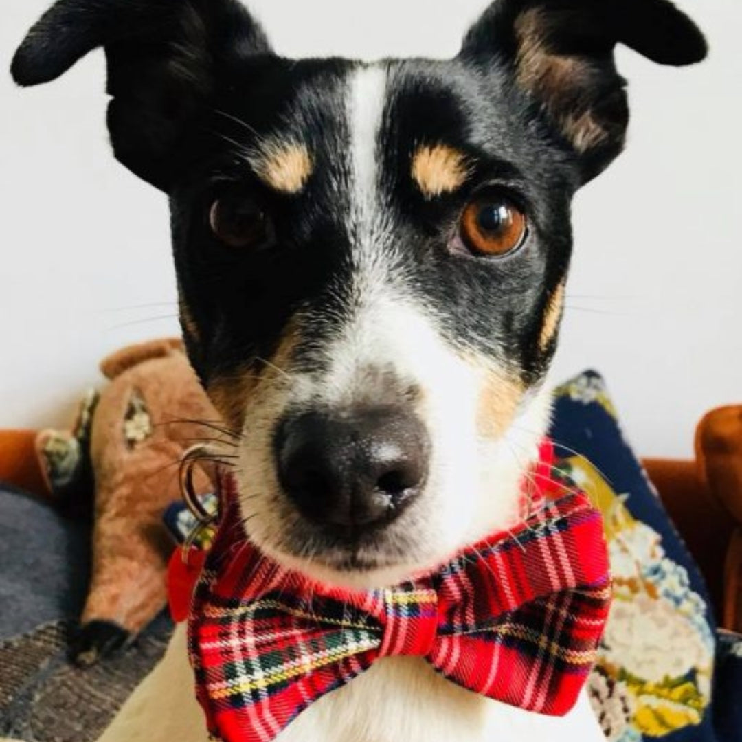 Red Tartan Bow Tie Designer Dog Collar