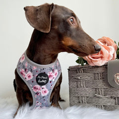 Secret Garden Floral Dog Harness