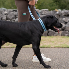 All-Terrain Canvas Dog Lead - Sky Blue / Navy