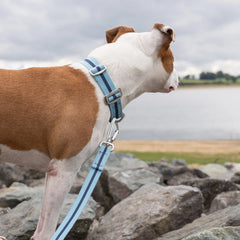 All-Terrain Canvas Dog Collar - Sky Blue / Navy