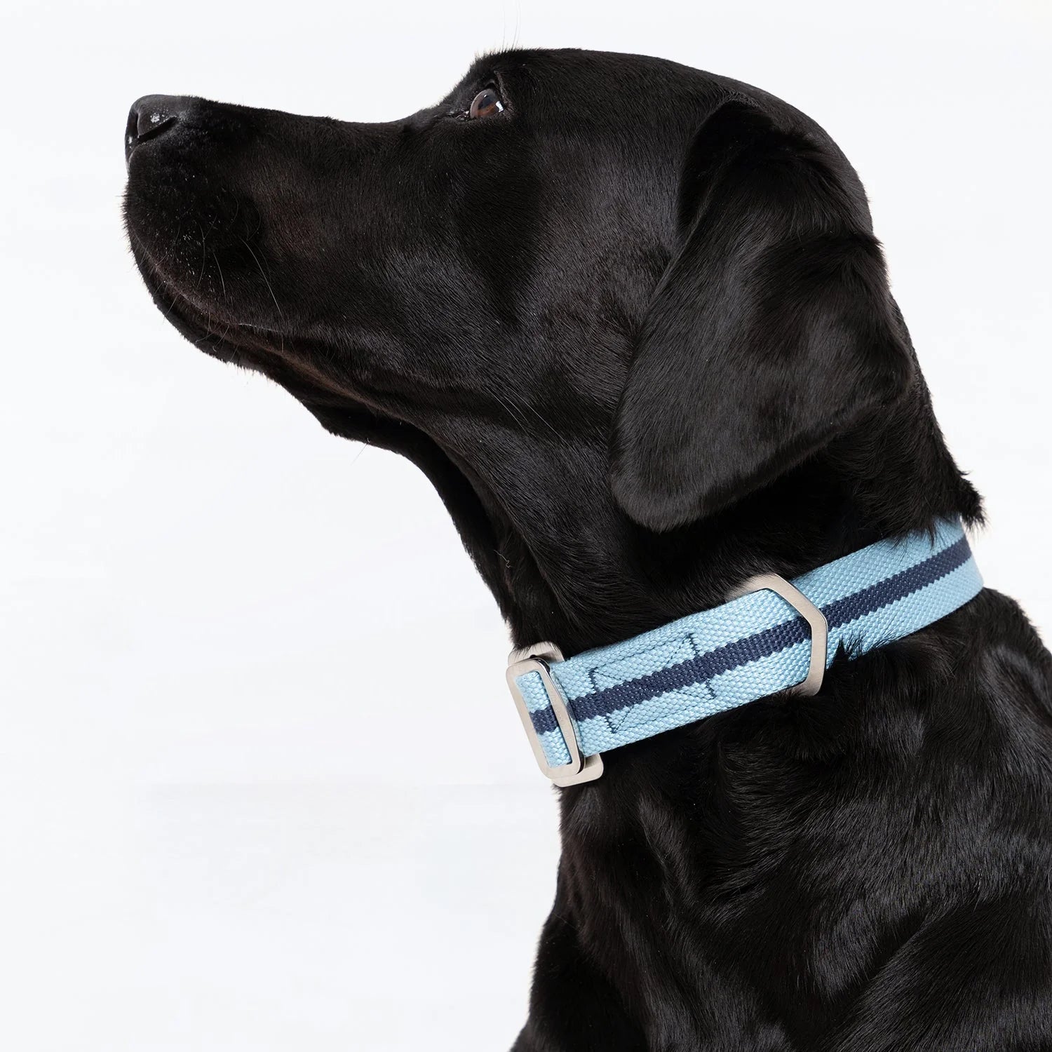 All-Terrain Canvas Dog Collar - Sky Blue / Navy