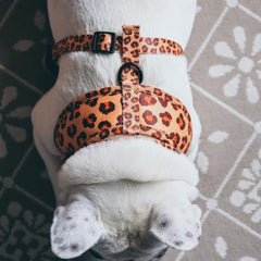 Spiced Honey Leopard Dog Harness