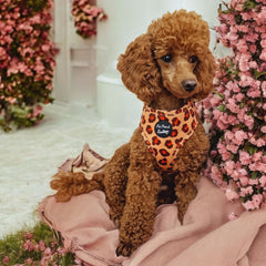 Spiced Honey Leopard Dog Harness