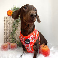 Sweet Marmalade Blossom Floral Dog Harness