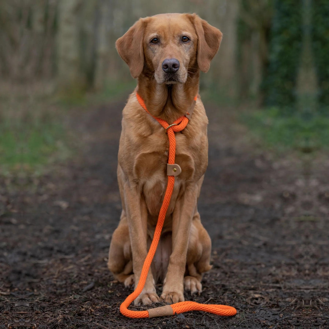 Tangerine Rope Dog Lead by Ruff And Tumble