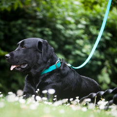 Teal Biothane Waterproof Vegan Dog Collars