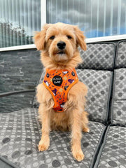 Trick or Treat Harry Halloween Dog Harness