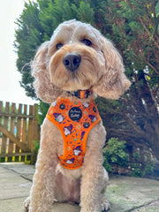 Trick or Treat Harry Halloween Dog Harness