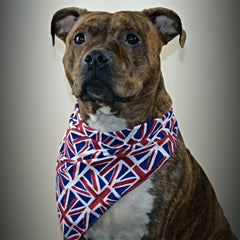 Union Jack Dog Bandana