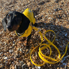 Waterproof Dog Coats With Reflective Star