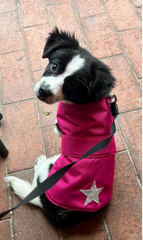 Waterproof Dog Coats With Reflective Star
