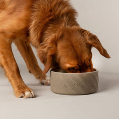Zen 2 Piece Dog Bowl Food & Water Bowl Set - Brown