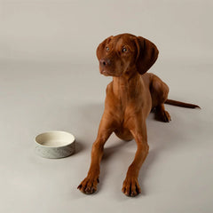 Zen 2 Piece Dog Bowl Food & Water Bowl Set - Grey