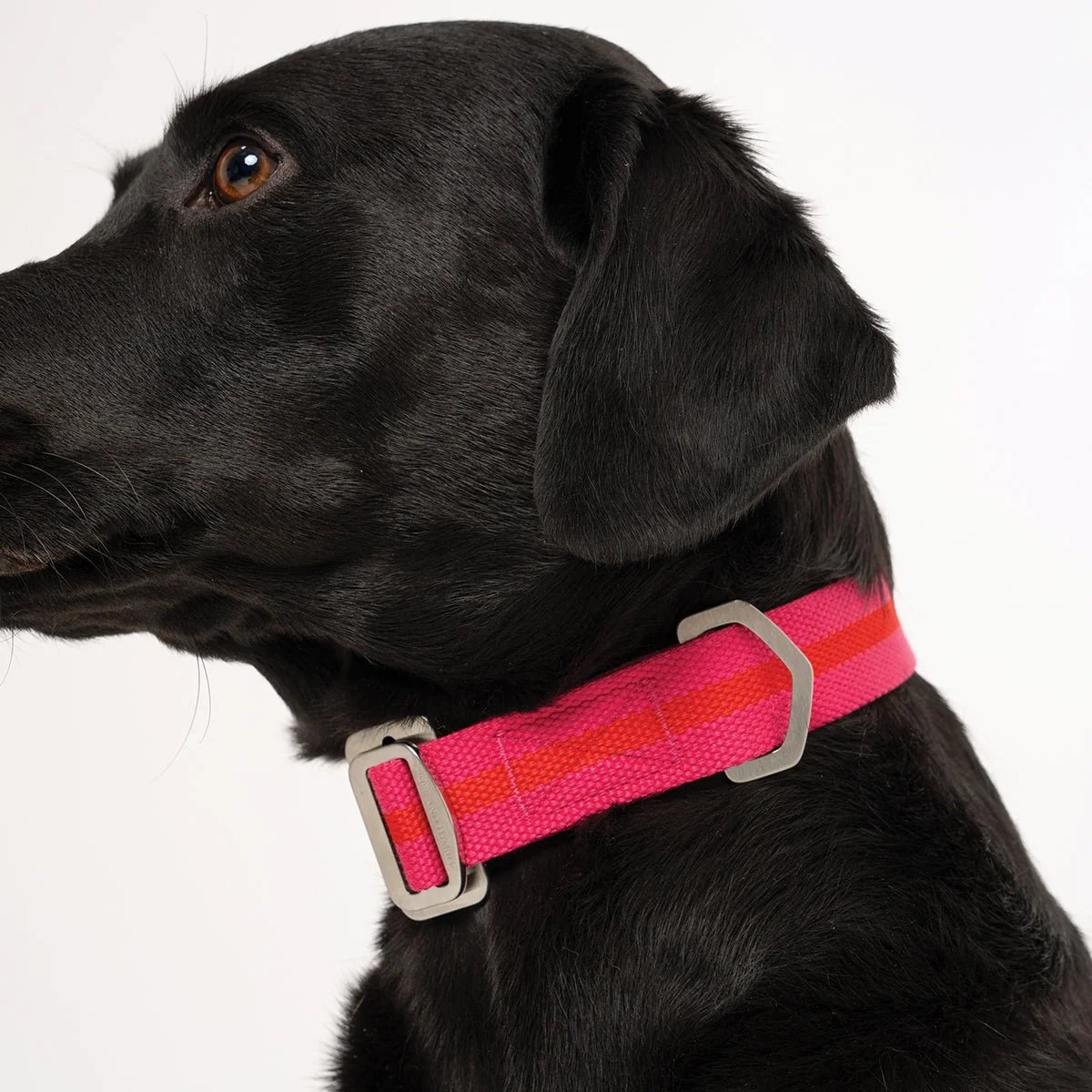 All-Terrain Canvas Dog Collar - Fuchsia / Scarlett