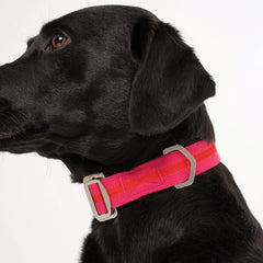 All-Terrain Canvas Dog Collar - Fuchsia / Scarlett
