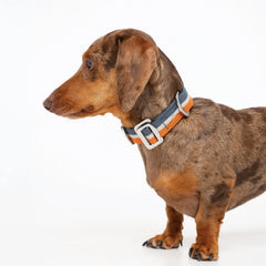 All-Terrain Canvas Dog Collar - Navy / Amber