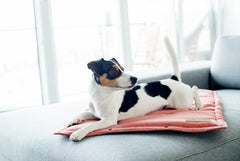 Bowl and Bone Coral Loft Dog Mat