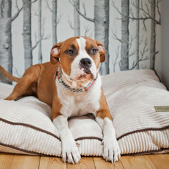 Bowl and Bone Deco Amber Dog Bed Cushion