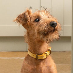Mustard Full Leather Dog Collar | Mutts & Hounds