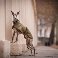 Country and Twee Green Tweed Whippet Coat | Whippet Dog Coats