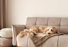 Bowl and Bone Nap Brown Fur Dog Blanket