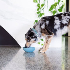 FuzzYard Life Silicone Dog Bowl In French Blue