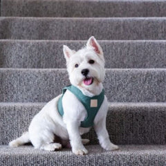 FuzzYard Life Step-In Dog Harness In Myrtle Green