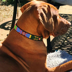 Luxury Masai Beaded Leather Dog Collars In Pastel