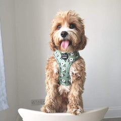 Green Meadow Daisy Dog Harness