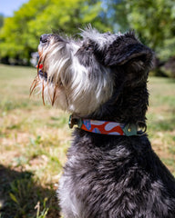 Magical Mushrooms Dog Collar by Hiro & Wolf