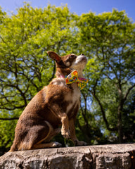 Psychedelic Garden Dog Bow Tie by Hiro And Wolf