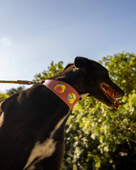 Psychedelic Garden Hound Collar by Hiro And Wolf