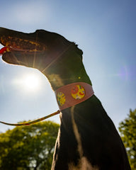 Psychedelic Garden Hound Collar by Hiro And Wolf