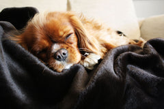 Luxury Faux Fur Dog Blanket Chocolate Moleskin