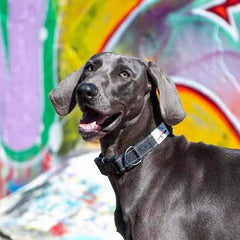 Black Reflective Dog Collar | Long Paws