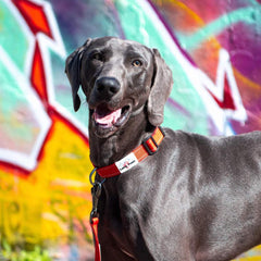 Red Reflective Dog Collar | Long Paws