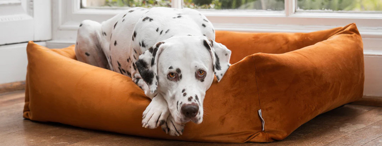 Luxury Dog Beds