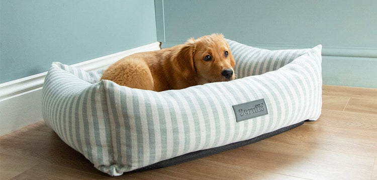 LUXURY DOG BEDS