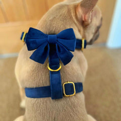 Luxury Royal Blue Velvet Harness, Dog Collar And Bow Tie, Lead and Poo Bag Holder Complete Set