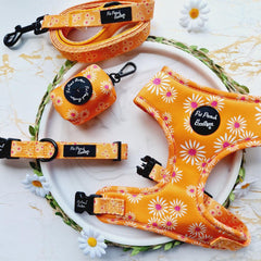 Orange Daisies Dog Collar