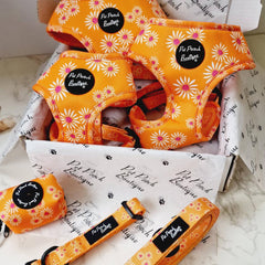 Orange Daisies Dog Collar