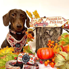 Pumpkin Patch Cart Dog Harness
