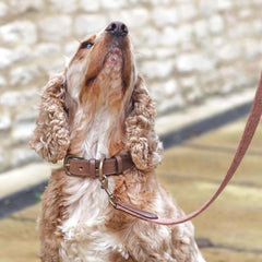 Sandstone Tweed & Leather Dog Collar | Mutts & Hounds