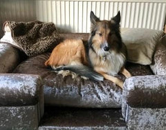 Scott's of London Balmoral Dog Chesterfield Silver Crushed Velvet