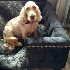 Scott's of London Sandringham Dog Chesterfield Ebony Crushed Velvet